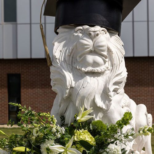 PNW lion statue with a black mortar board