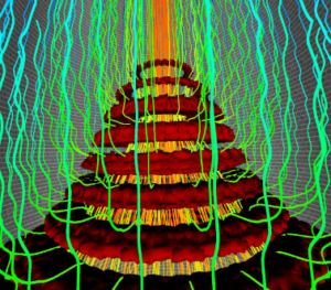 Gas and burden distributions in the blast furnace Cohesive Zone