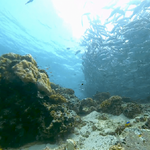 Underwater scene featuring bright blue water, coral reef, and a large school of fish just above an ocean floor of light colored sand