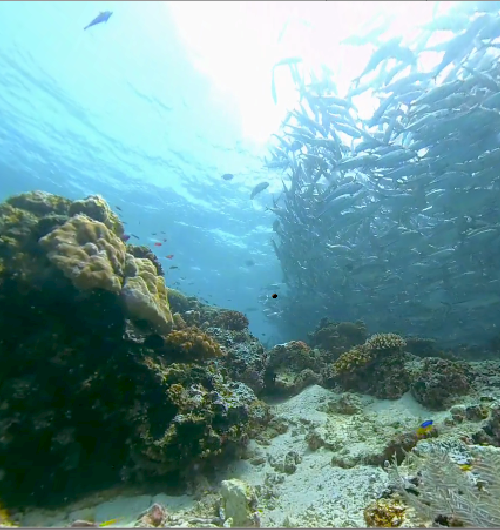 Underwater scene featuring bright blue water, coral reef, and a large school of fish just above an ocean floor of light colored sand