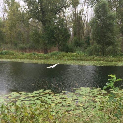 Great Egret over Pond