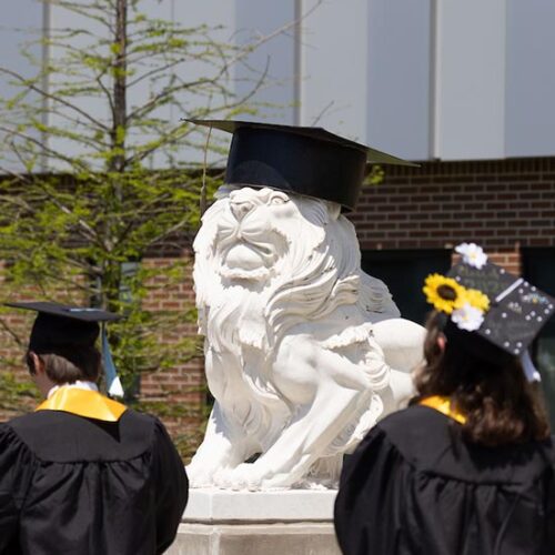 Purdue University Northwest graduates walk past a lion statue wearing a graduation cap.