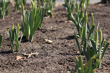 A line of freshly sprouted plants