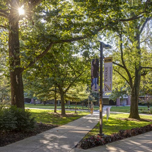 A tree-lined path on PNW campus