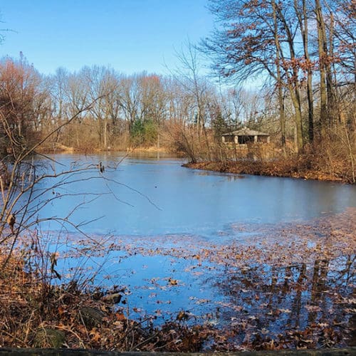 A pond at Gabis Arboretum