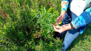 Presenter looking at a flower in the prairie.