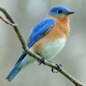 eastern bluebird