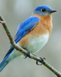 Eastern bluebird