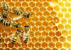 honeybee on comb