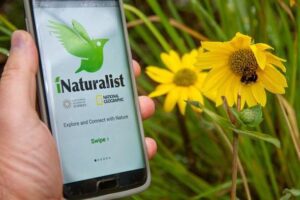 iNaturalist app in hand