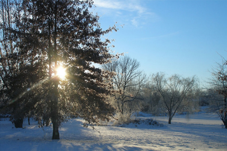 A winter tree with sunshine shining through it.