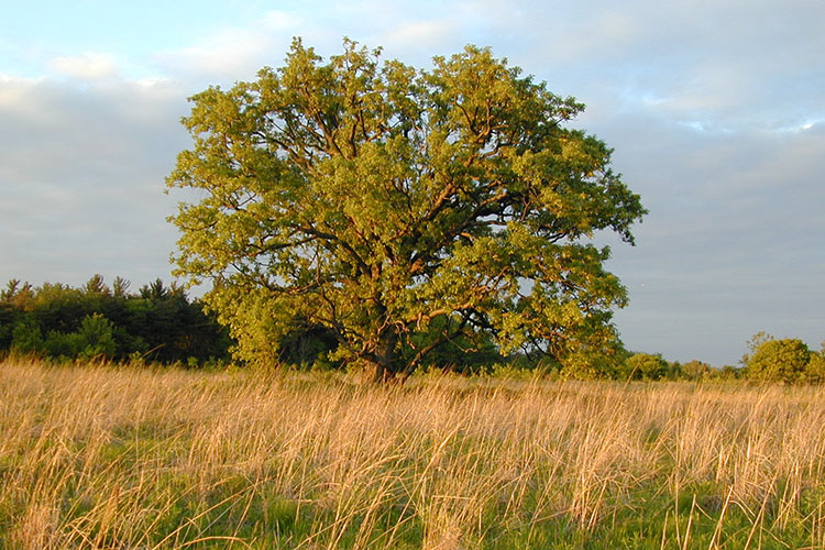 A single tree in the middle of a field of grasses