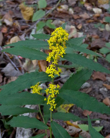 Blue-stemmed goldenrod
