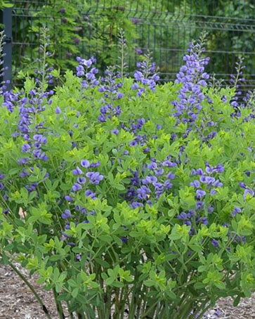 Blue Wild Indigo