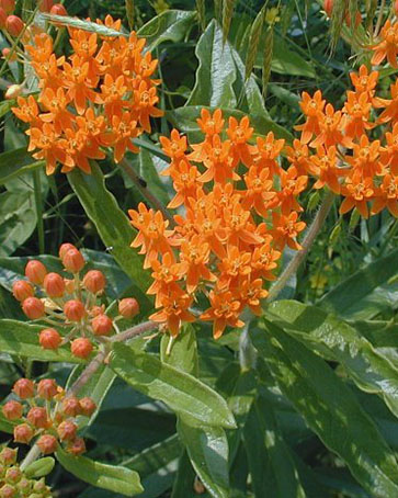 Butterfly Milkweed