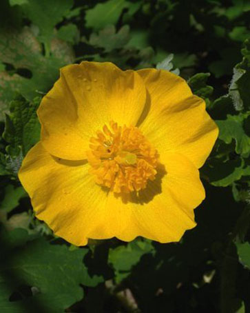 Celadine poppy