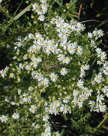 Heath aster
