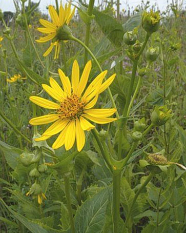 Cup plant blooming on the prairie