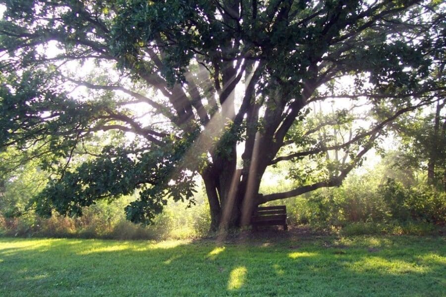 sun shining through oak tree