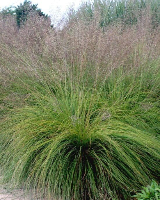 Prairie Dropseed