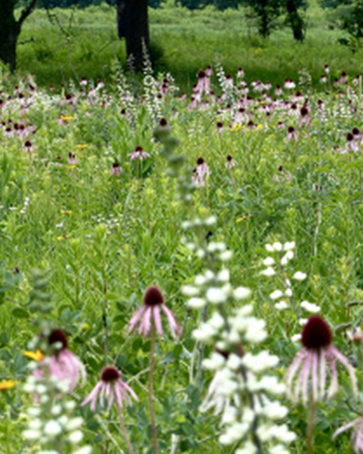 A collection of prairie plants