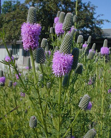 Purple prairie clover