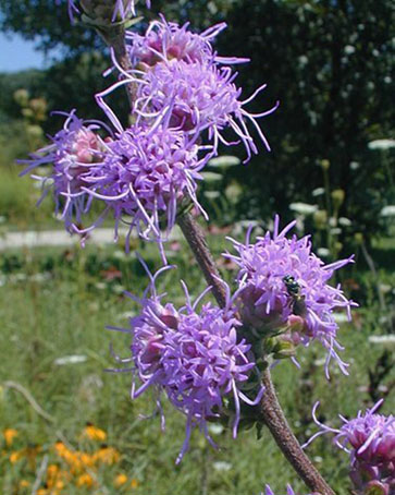 Rough blazing star