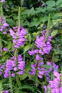 Obedient Plant