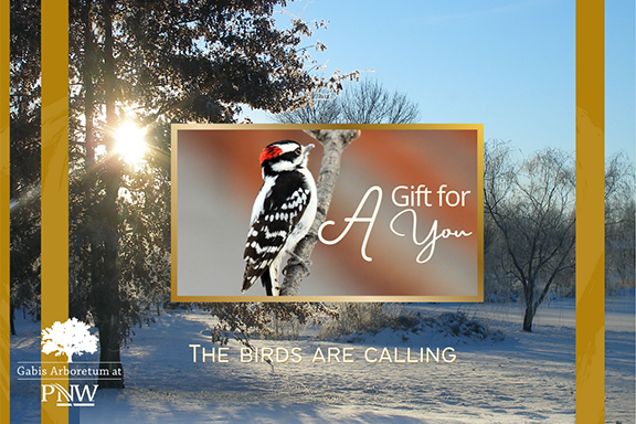 An example of the stationary available during the Gift Membership holiday promotion. Pictured is the Bird print which has a bird sitting on the ground with text that says "A Gift for You". The bird is centered on a larger picture of the Gabis ground covered in snow. The bottom left corner features the Gabis logo. There is text at the bottom of the image that says "The Birds Are Calling"
