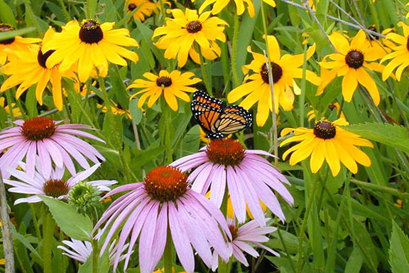 A monarch butterfly sits on a flower