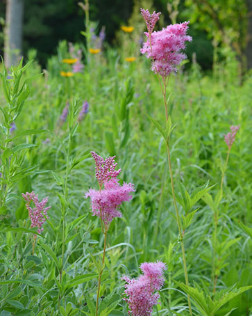 Queen of the Prairie plant