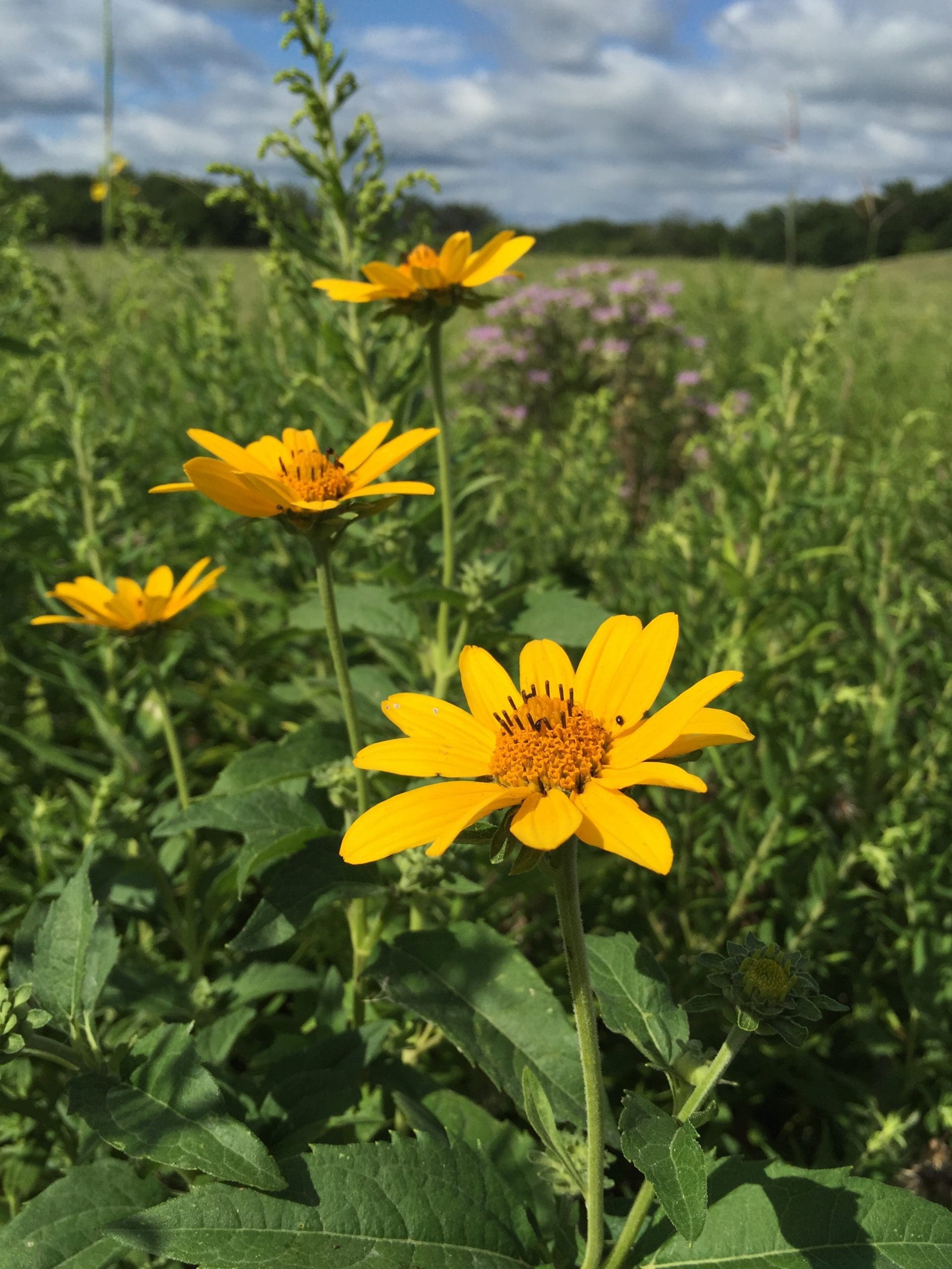 Yellow flower photo.