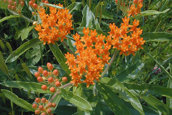 Butterfly milkweed