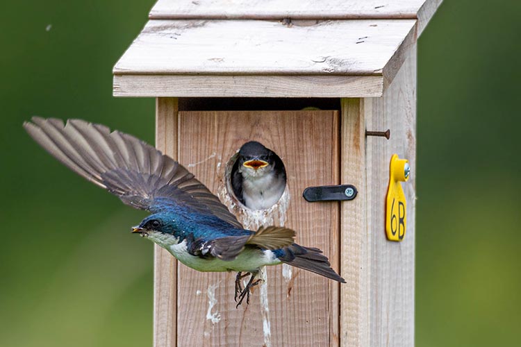 A tree swallow flies to its mate in a nest box.