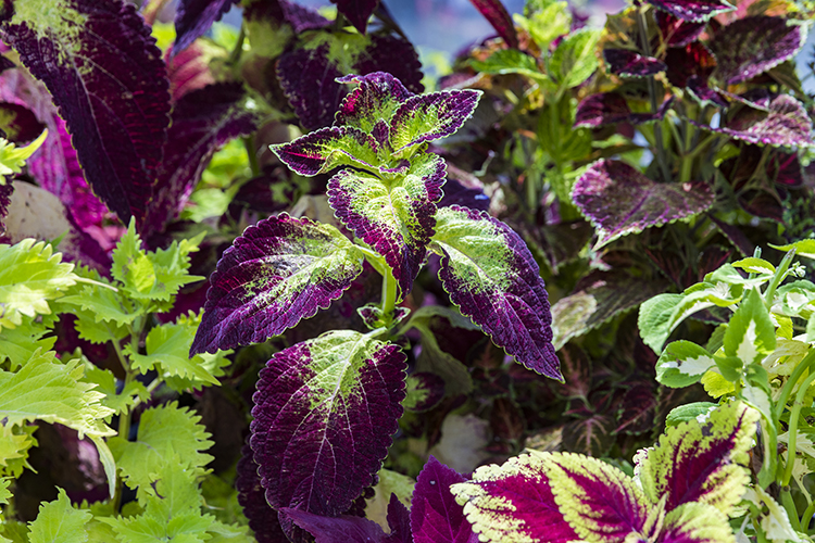 purple and green plant