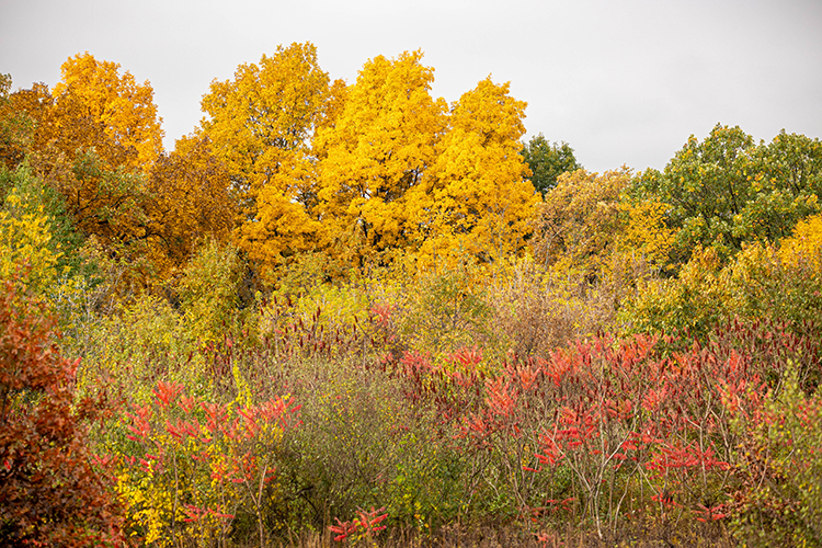 Fall photo of trees at Gabis Arboretum