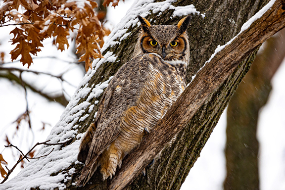 Photo of an owl in a tree in winter with visible snow