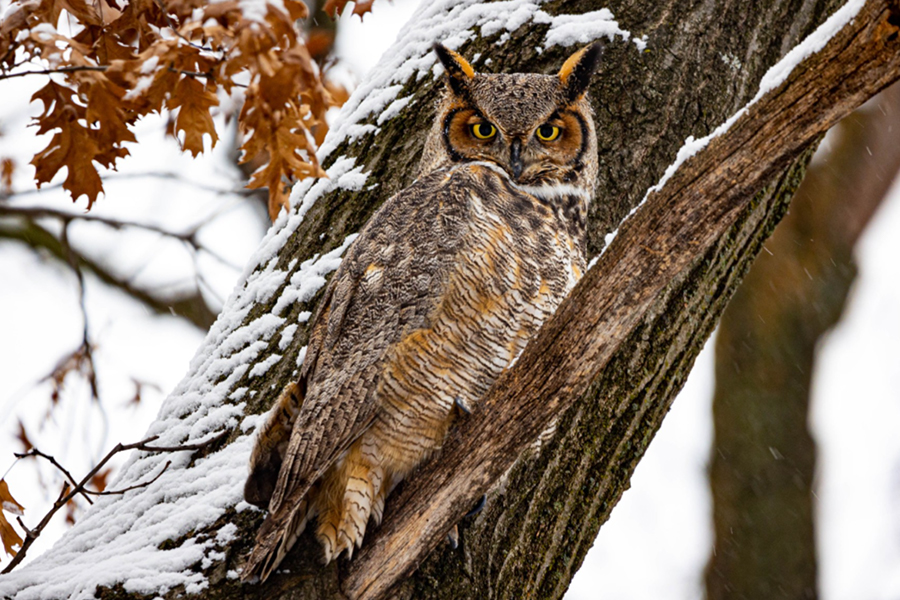 Photo of an owl in a tree in winter with visible snow
