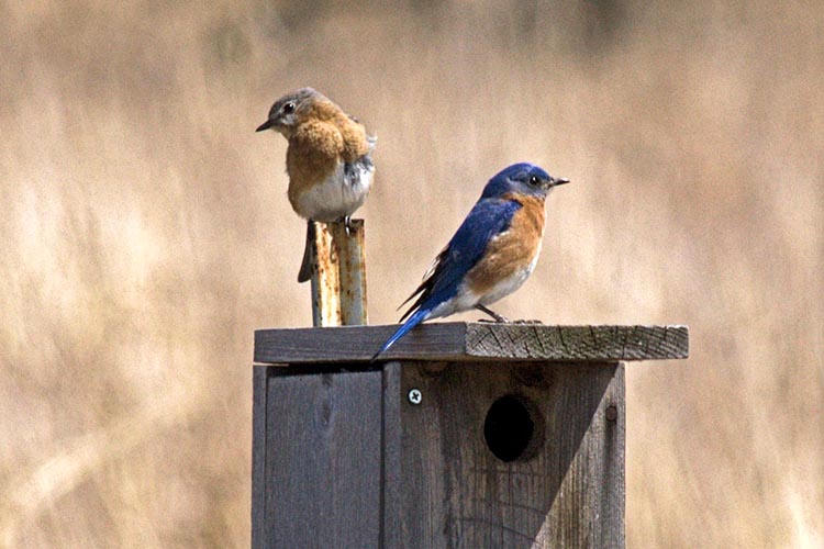 Eastern bluebirds perch on a nest box.