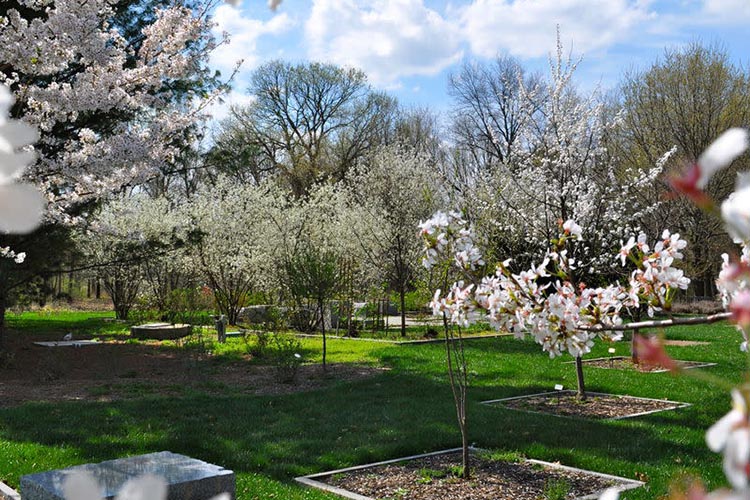 A spring landscape with prominent flowers at Gabis Arboretum