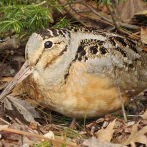 Woodcock photo - Gabis Arboretum