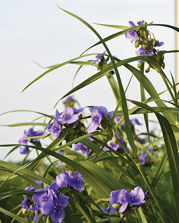 Ohio Spiderwort