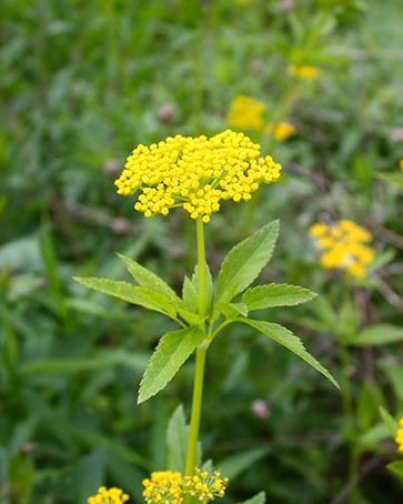 Golden Alexanders