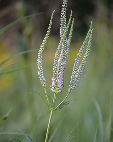 Culver's Root