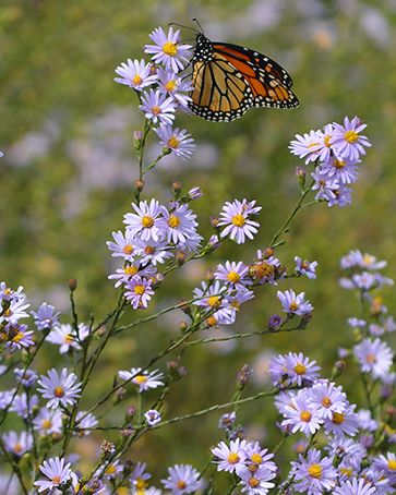 Smooth blue aster with a Monarch butterfly perched on a stem.