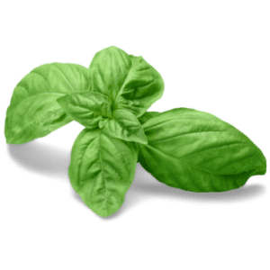 Image of Basil