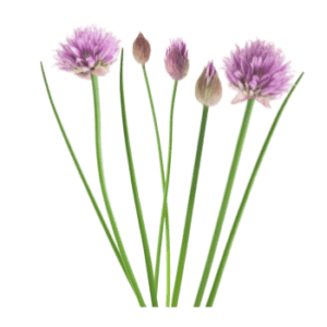 Image of Chives