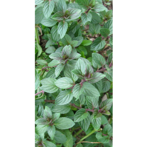 Image of Chocolate Mint