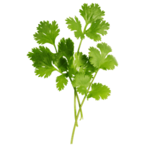 Image of Cilantro