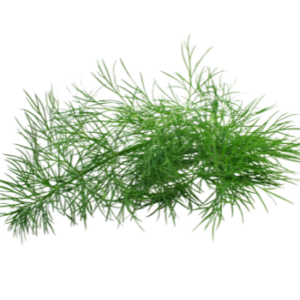 Image of Dill